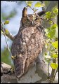 _5SB1801 great-horned owl